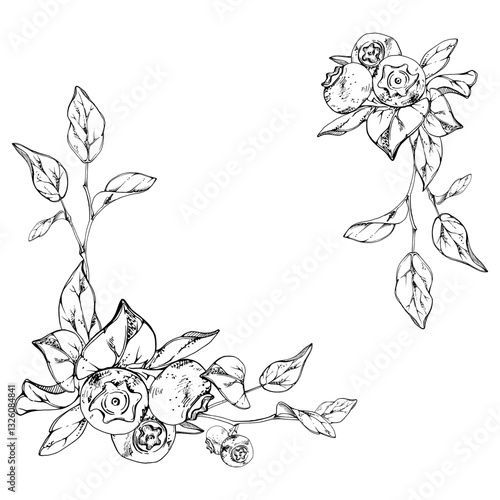 Blueberry blackberry bunch with plant leaves on branch, hand drawn in ink vector, ripe forest berry. Isolated botanical illustration corner garland frame for recipe book, menu, wedding, farmers market