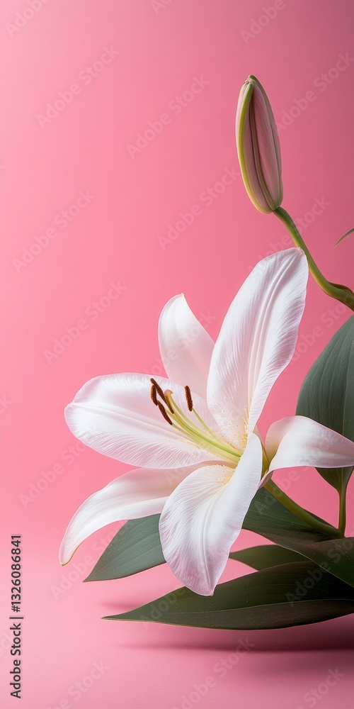 Fototapeta premium Elegant White Lily Blossom on Pink, Minimalistic Floral Photography, Copy Space for Text