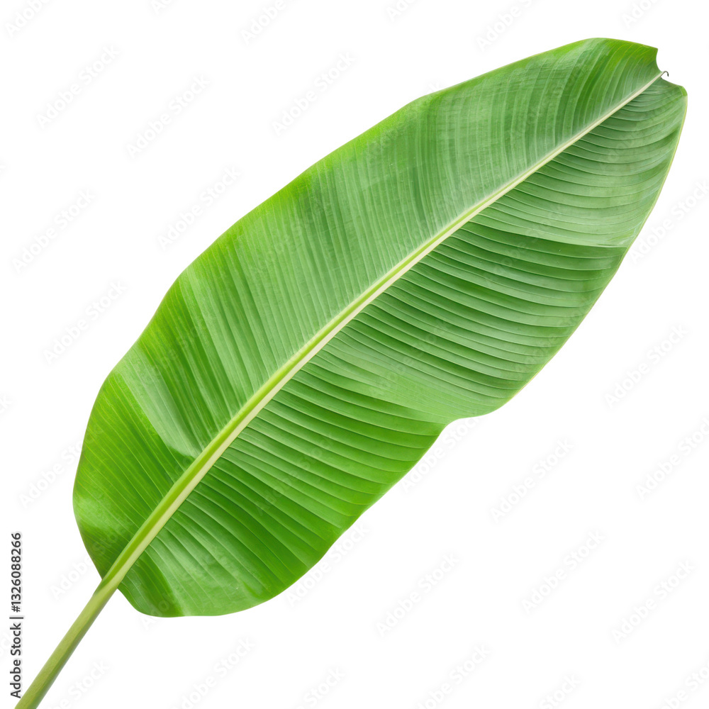 A vibrant green banana leaf showcasing its smooth texture and pronounced veins.