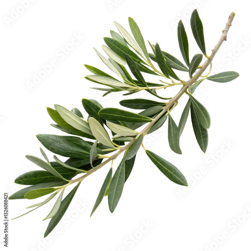 Wallpaper Mural A slender olive branch with vibrant green leaves, showcasing natural beauty and freshness. Torontodigital.ca