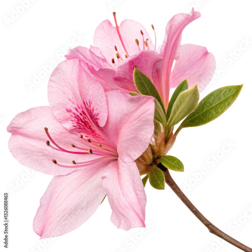 Obraz na płótnie A delicate pink azalea flower in full bloom, showcasing intricate petals and vibrant green leaves against a dark background. w salonie