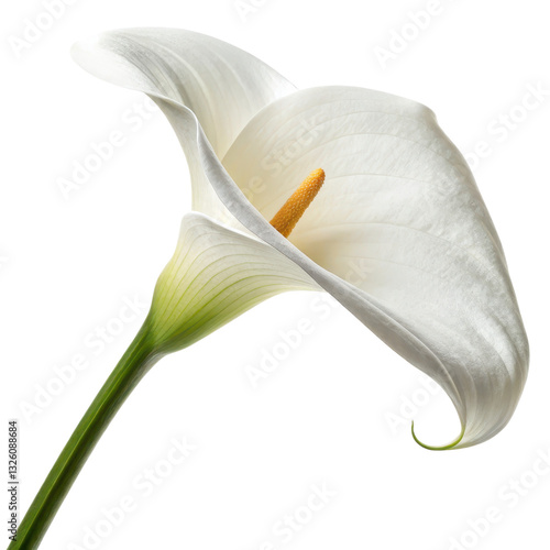 A delicate white calla lily with a vibrant yellow stamen, showcasing elegant curves and smooth texture.