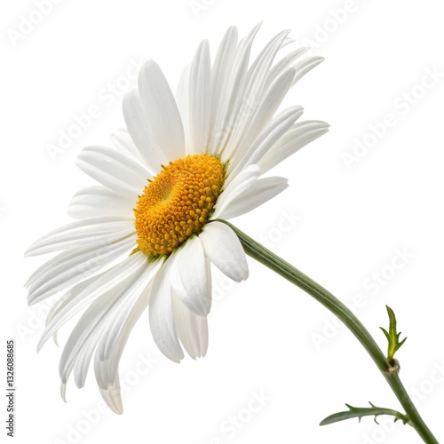 A white daisy flower with a vibrant yellow center, displaying delicate petals and a slender green stem.
