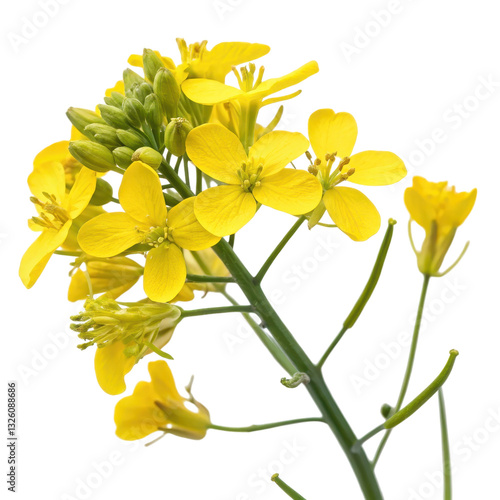 A vibrant cluster of yellow flowers with delicate petals and green buds, showcasing the beauty of nature.