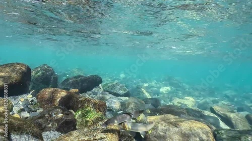 Wallpaper Mural 川の中の魚達 Torontodigital.ca