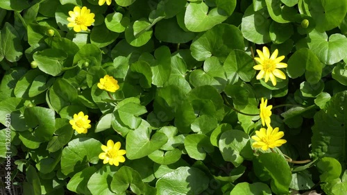Bright yellow flowers sway gently in the wind, surrounded by lush green leaves. The delicate petals and fresh foliage create a serene and vibrant natural background. 