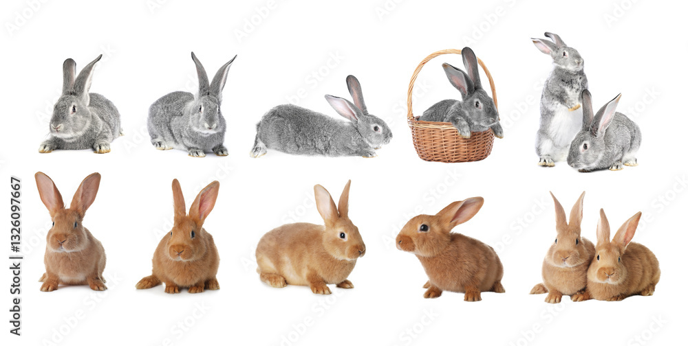 Fototapeta premium Cute fluffy rabbits isolated on white, set