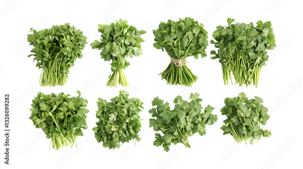 Obraz premium Pack Cilantro Set Against Transparent Background for Herb Illustrations, Organic Product Branding, or Culinary Designs