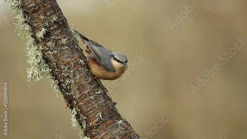 Eurasian nuthatch on an oak branch in an Eurasian oak and beech forest on a cold winter day