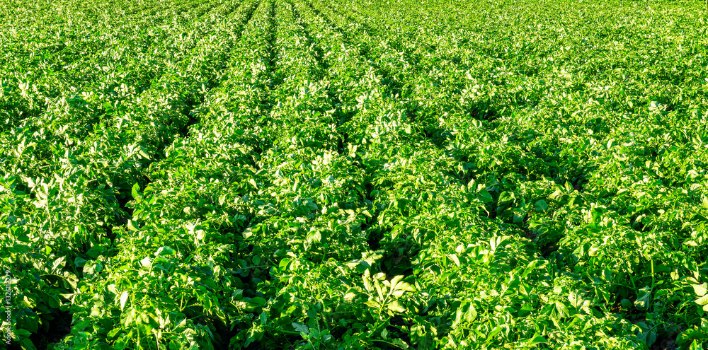 beautiful farmland landscape with green rows of potato and vegetables on a spring or summer farm beautiful farmland landscape with green rows of potato and vegetables on a spring or summer farm
