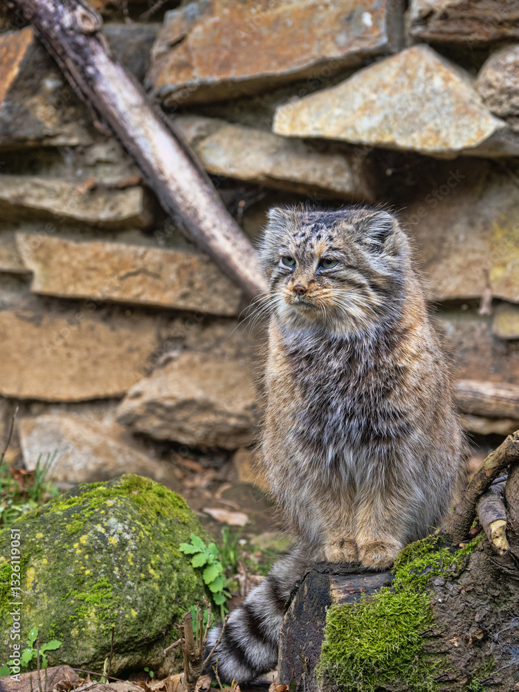A female Pallas' cat, Otocolobus manul, observes the surroundings