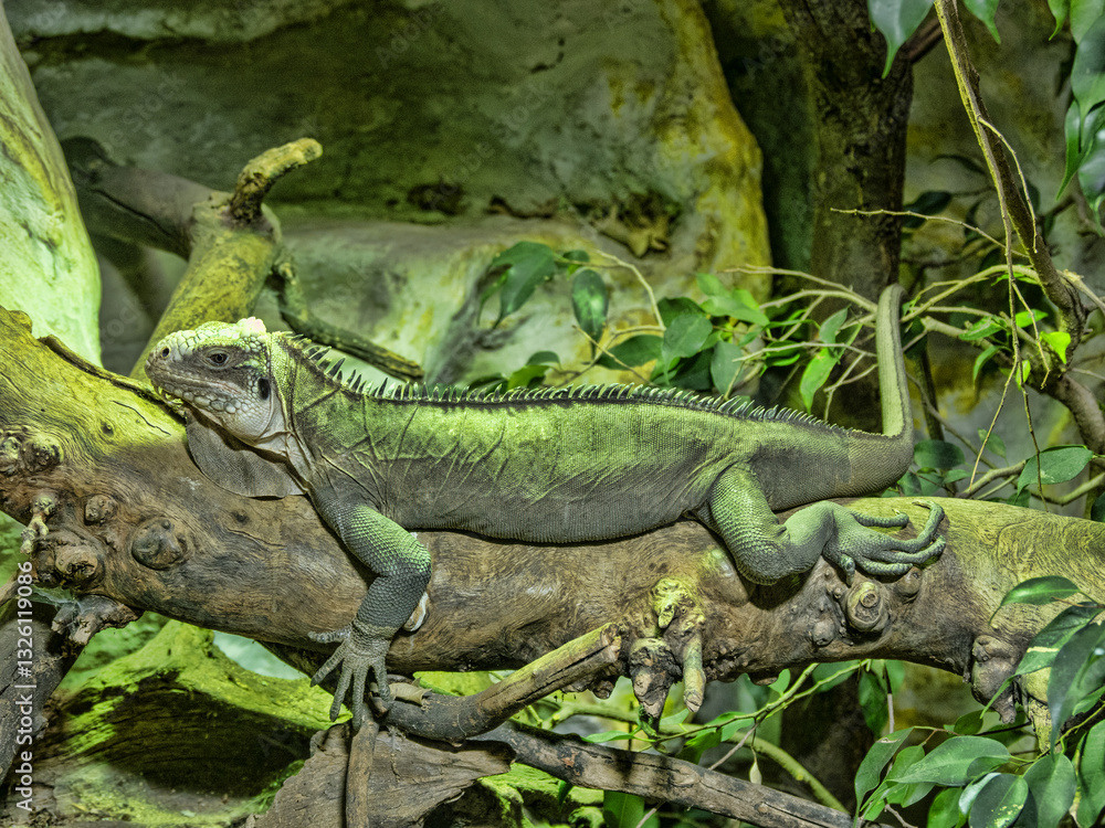 Lesser Antillean Iguana, Iguana delicatissima, resting in a tangle of branches
