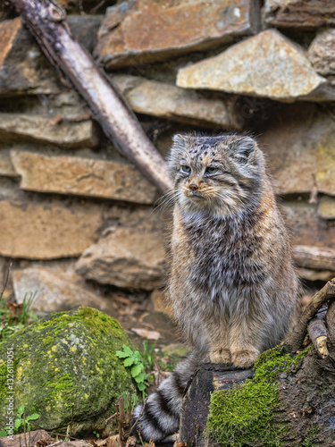 Obraz na płótnie A female Pallas' cat, Otocolobus manul, observes the surroundings w salonie