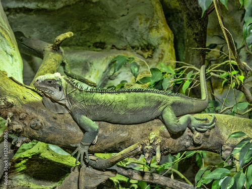Obraz na płótnie Lesser Antillean Iguana, Iguana delicatissima, resting in a tangle of branches w salonie