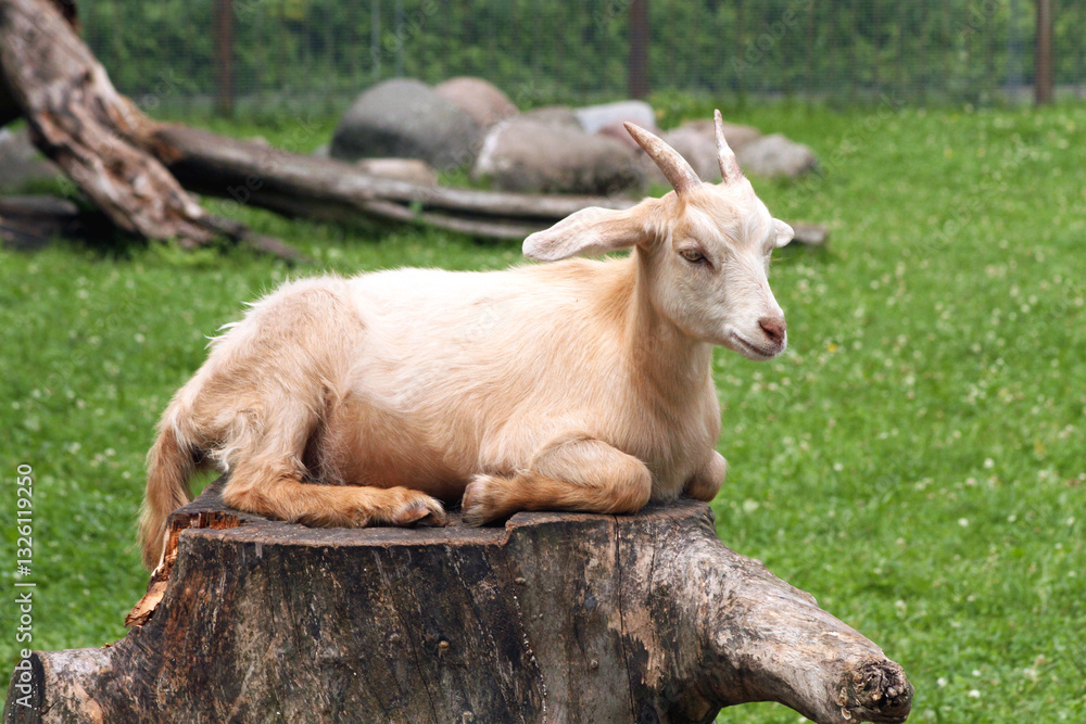 Fototapeta premium Outdoor recreation a goat on a stump.