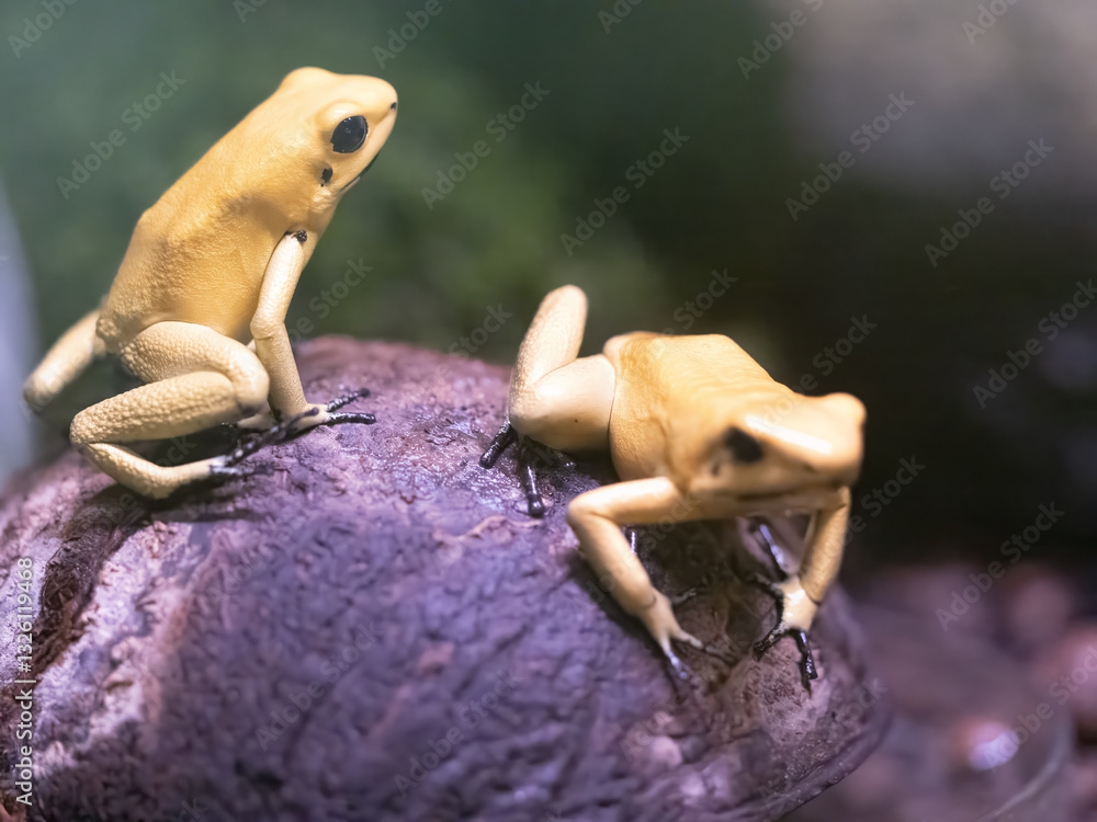 Two Golden poison frogs, Phyllobates terribilis, sitting on the ground, waiting for insects