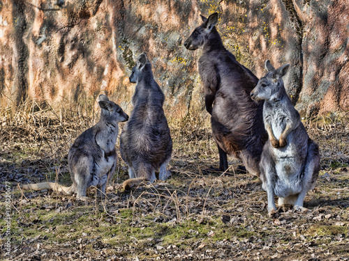 Obraz na płótnie Group of Common wallaroo, Macropus r. robustus. with grown-up cubs w salonie