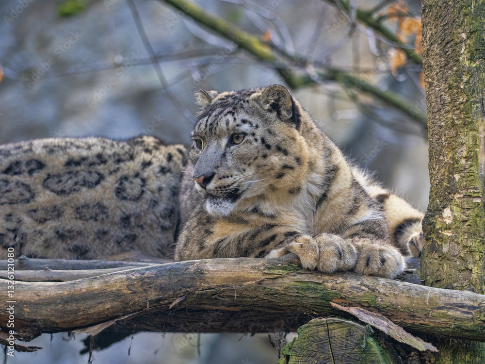 Snow leopard, Panthera uncia, lies on a high branch and observes the surroundings