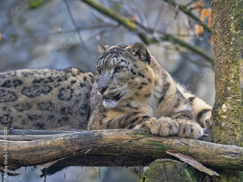 Obraz na płótnie Snow leopard, Panthera uncia, lies on a high branch and observes the surroundings w salonie