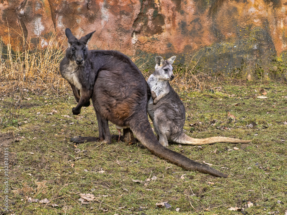 A pair of Common wallaroo, Macropus r. robustus. The male is much larger