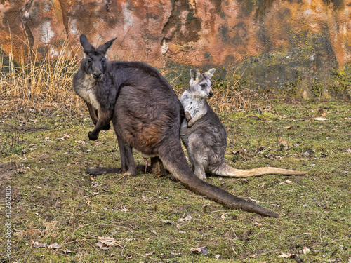 Obraz na płótnie A pair of Common wallaroo, Macropus r. robustus. The male is much larger w salonie