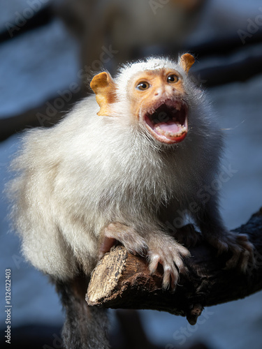 Silvery Marmoset, Mico argentatus sitting on a branch and making loud noises.