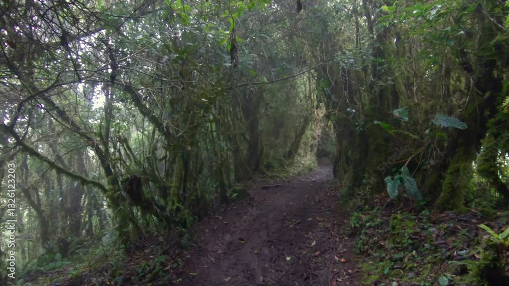 Mysterious forest trail path exotic South America nature fauna outdoor Mysterious forest trail path exotic South America nature fauna outdoor