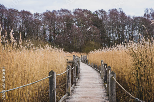 Wooden boardwalk through reeds at Krankesjön Lake, Sweden. The wooden bridge, surrounded by green plants and bare trees, offers a peaceful view of nature, ideal for those who love the outdoors.