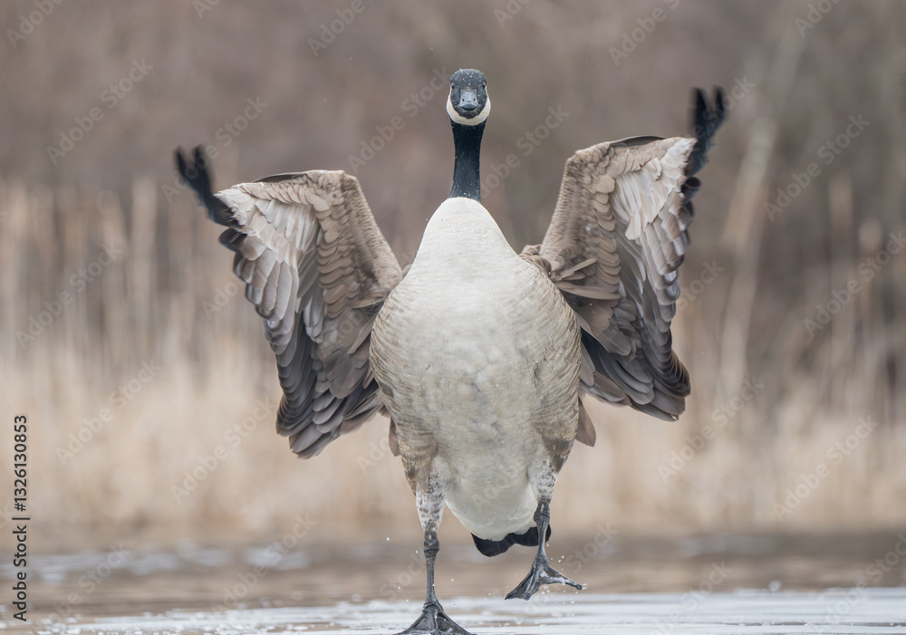Αυτοκόλλητο A silly goose standing on an ice covered pond and stretching its wings while taking a step
