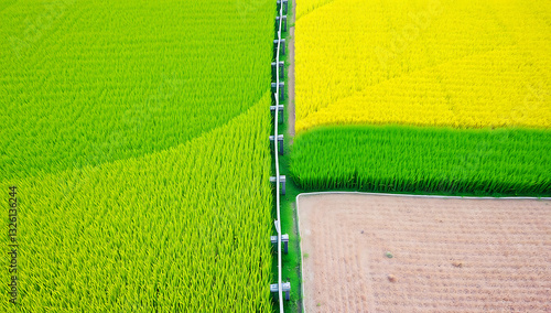  Boldly divided sections of lush green and golden rice fields. A diagonal wooden fence separates the areas. Clear, concise composition.