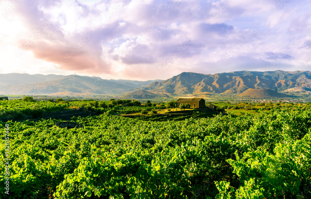 Fototapeta premium green rows of wineyard with grape on a winery during sunset with amazing mountains and clouds on background