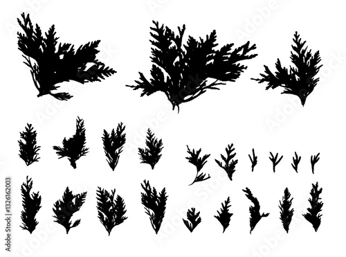 Cypress Twigs Icon, Cupressus Leaf Symbol, Arborvitae Twig, Thuya Sprig Silhouette, Thuja Leaves