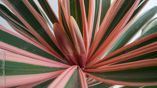 Realistic illustration of fresh, ripe cordyline, emphasizing its smooth texture and vibrant color, against a clean white background for a fresh and minimalistic aesthetic.