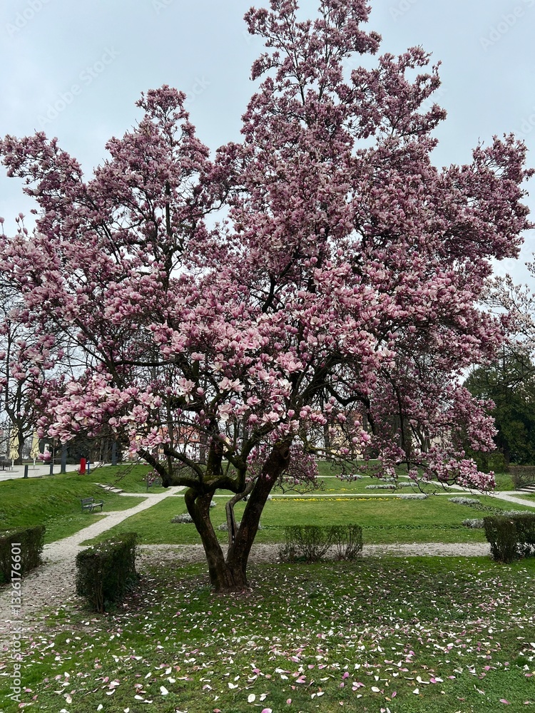 Big bloom pink magnolia tree in the park Big bloom pink magnolia tree in the park