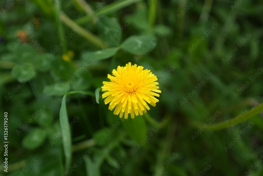 野に咲くたんぽぽ-Small yellow flowers (dandelion) in the field- 野に咲くたんぽぽ-Small yellow flowers (dandelion) in the field-