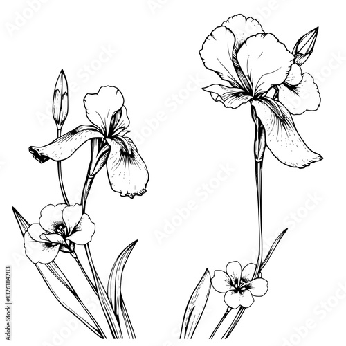 Detailed black and white illustration of two irises with secondary smaller flowers and buds, set against a stark white background.