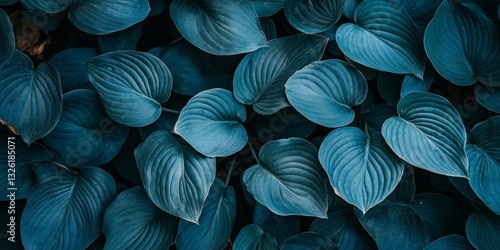 Wallpaper Mural Deep Blue Hosta Leaves Background, Lush Foliage Texture, Natural Botanical Pattern For Design Torontodigital.ca