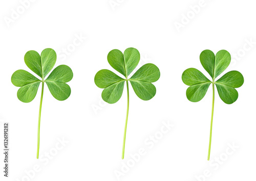 isolated transparent Background. Three leaf shamrocks in rich emerald green, symbolizing luck and nature beauty