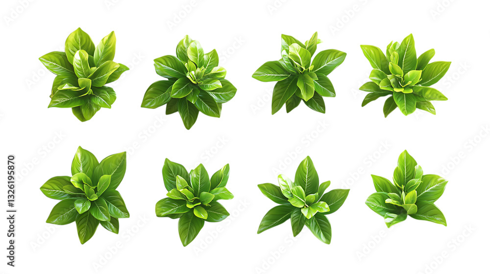 Pack Basil Set in Different Poses Against Transparent Background for Culinary Illustration, Herb Branding, or Organic Food Promotion Pack Basil Set in Different Poses Against Transparent Background for Culinary Illustration, Herb Branding, or Organic Food Promotion