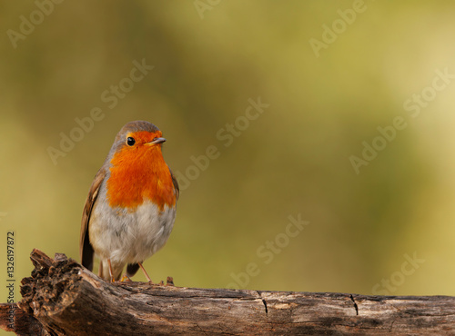 Robin perched on a branch.