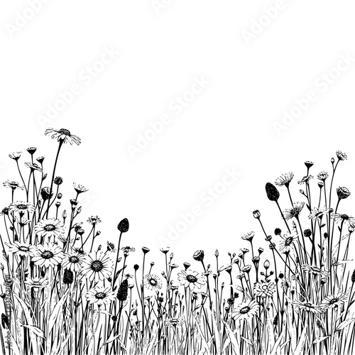 Elegant black and white line drawing of a blooming wildflower meadow, detailed botanical illustration against a pure white backdrop, evoking serenity.