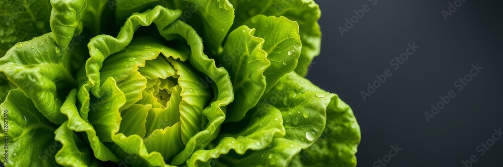 Fototapeta premium Fresh green lettuce with water droplets on dark background