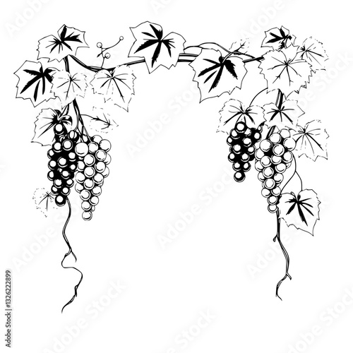 Elegant monochrome illustration of a grapevine featuring lush clusters of grapes, leaves, and vines, arranged in a stylized arch.