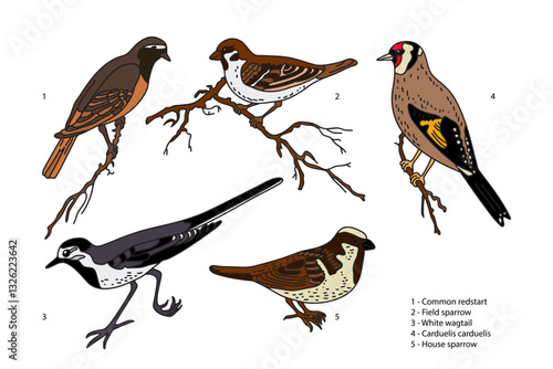 Botanical collection with garden birds isolated on white background. Hand drawn colorful set of birds vector illustration. Graphic design for School Learning Material Manual Science Book Print Card