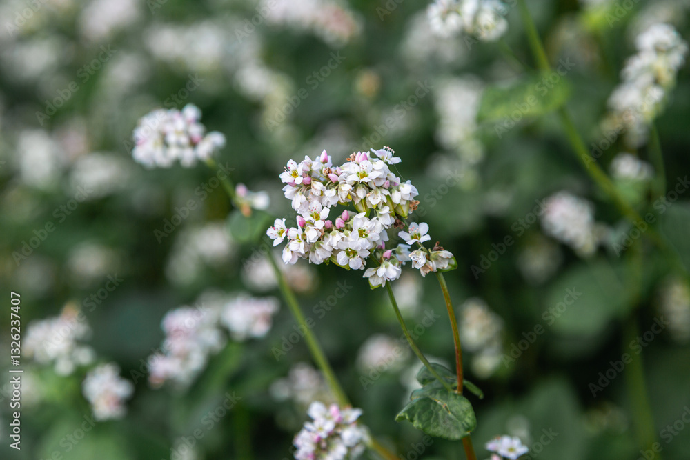 Close up of flowers of buckwheat. Blooming buckwheat field Close up of flowers of buckwheat. Blooming buckwheat field