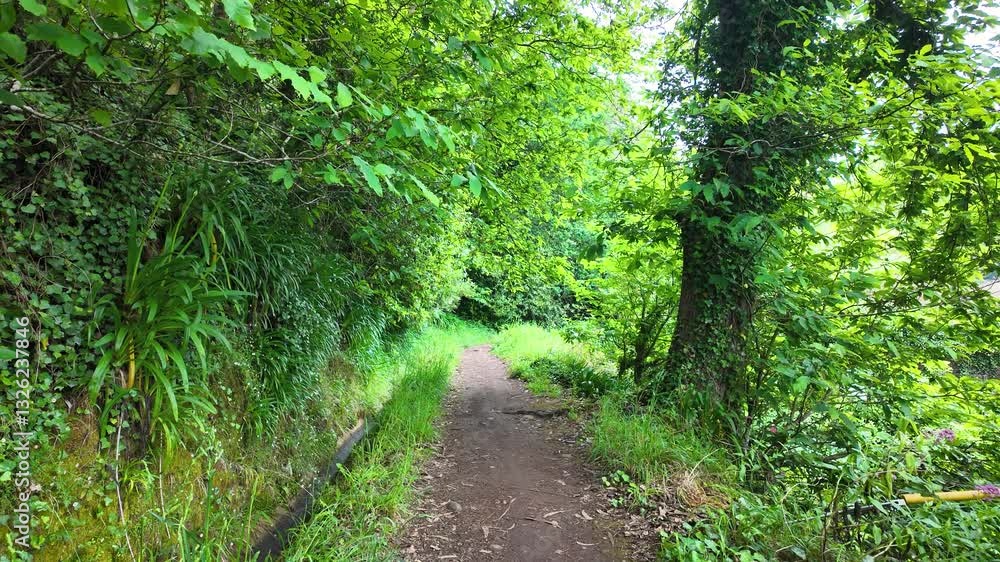 Footpath along irrigation channel called levada in Camacha city on Madeira Island, Portugal Footpath along irrigation channel called levada in Camacha city on Madeira Island, Portugal