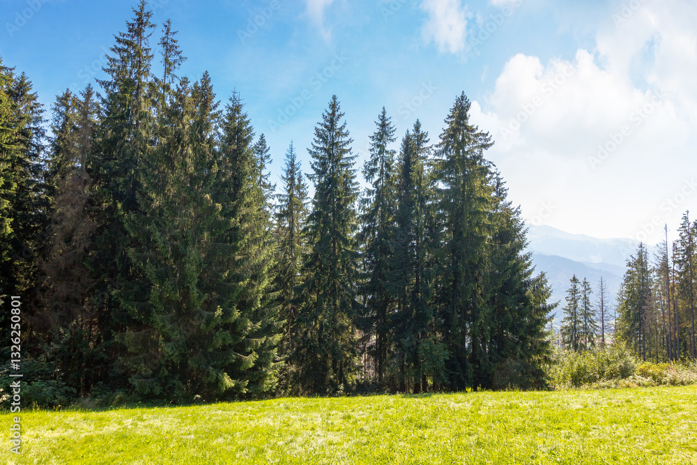 landscape with forest behind the meadow. nature background with blue sky and tatra mountains of poland. vacation season