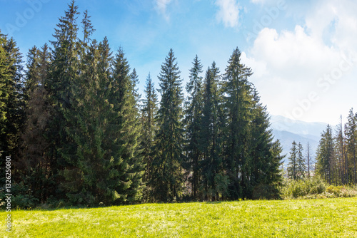 Obraz na płótnie landscape with forest behind the meadow. nature background with blue sky and tatra mountains of poland. vacation season w salonie