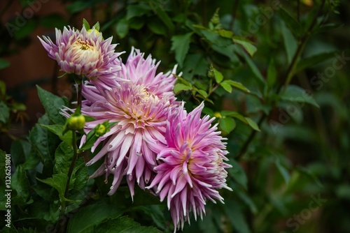 Close-up of a pink Ball Dahlia. Flower in the Light of the Morning Sun. View to blooming Dahlia Flowers in the Summertime. Flowering Dahlias and Ornamental Flowers.