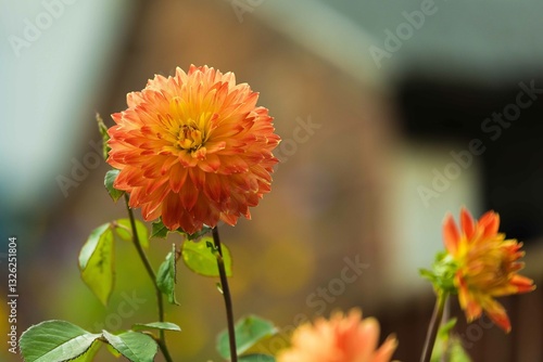 Close-up of a pink Ball Dahlia. Flower in the Light of the Morning Sun. View to blooming Dahlia Flowers in the Summertime. Flowering Dahlias and Ornamental Flowers.